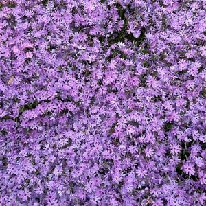 Meet your Posher, Sandy